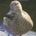 Bernier's Teal